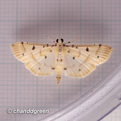 Pycnarmon aeriferalis