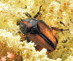 Trichostetha signata