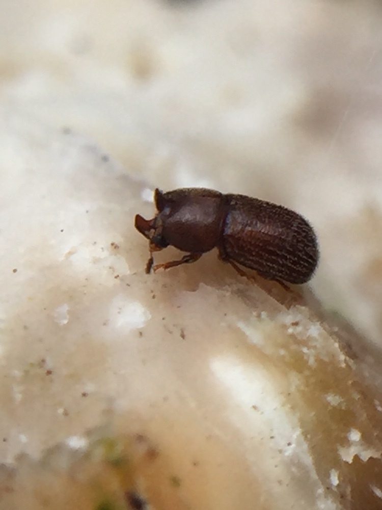 Cis bilamellatus