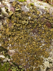 Lasallia