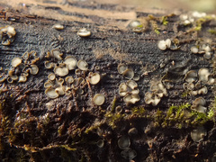 Tapesia fusca