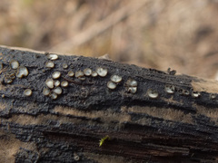 Tapesia fusca