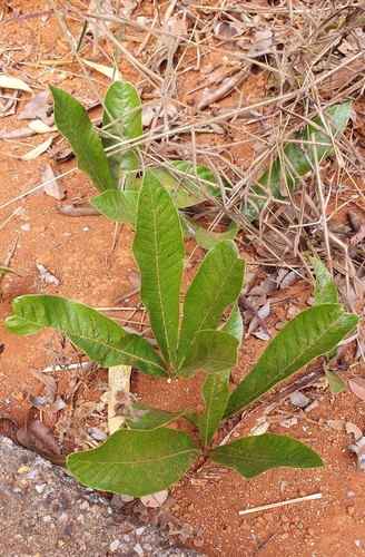 Image of Pradosia Brevipes (Pradosia brevipes) by (c) João Arthur Rabello, some rights reserved (CC BY)