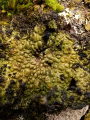 Lasallia