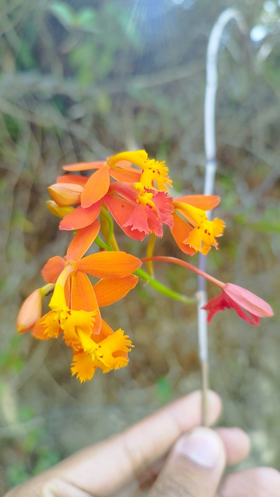 Epidendrum radicans
