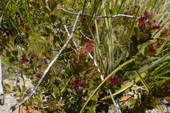 Searsia cuneifolia