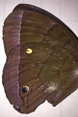 Thaumantis hainana