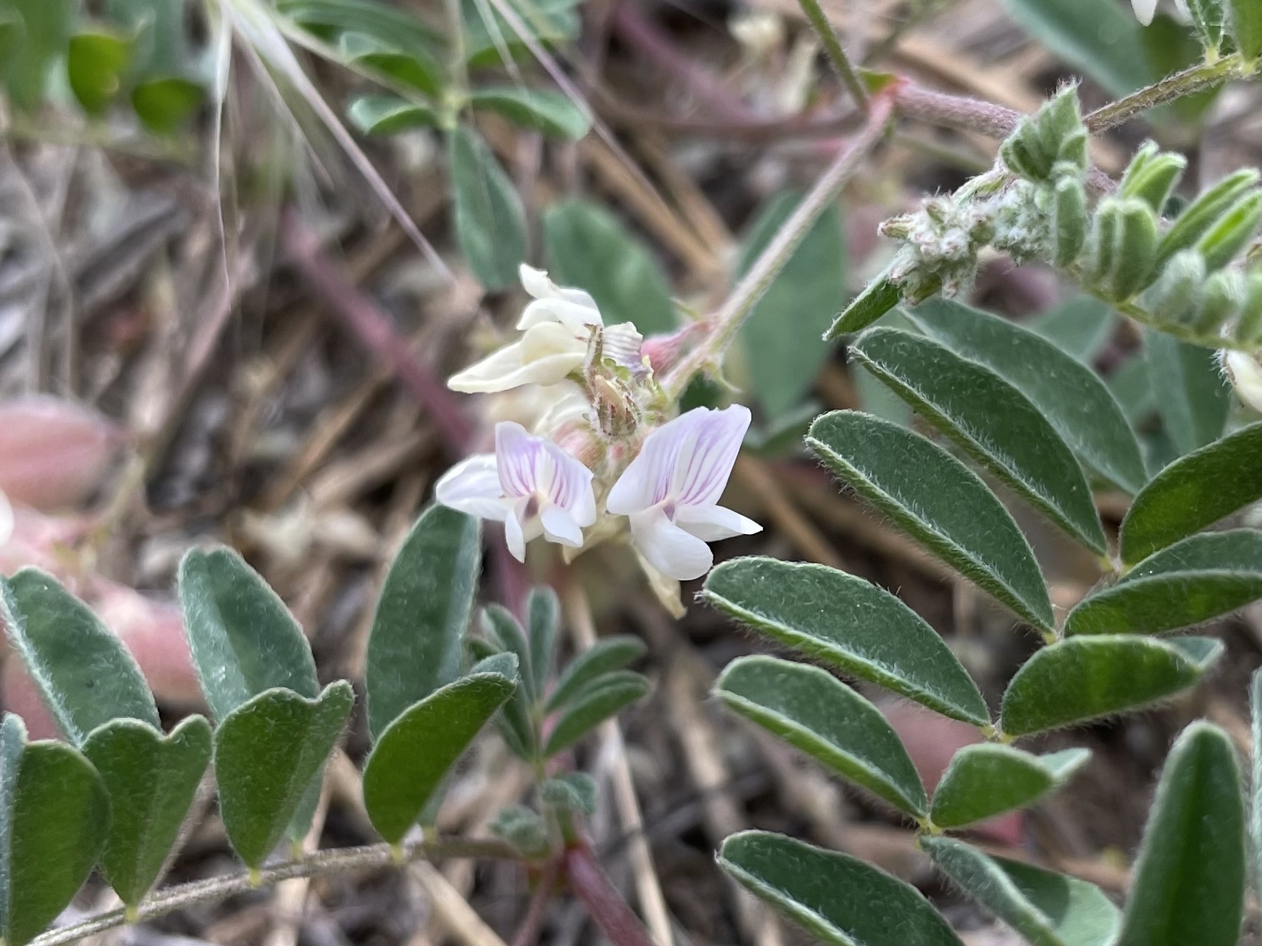Astragalus pulsiferae