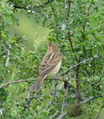 Spiza americana