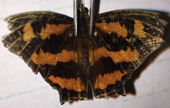 Symbrenthia hypselis