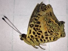 Symbrenthia hypselis