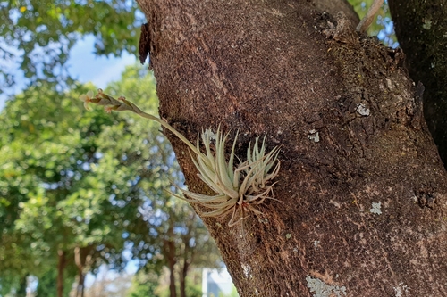 Image of Tillandsia Loliacea (Tillandsia loliacea) by (c) João Arthur Rabello, some rights reserved (CC BY)