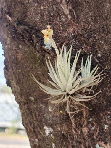 Image of Tillandsia Loliacea (Tillandsia loliacea) by (c) João Arthur Rabello, some rights reserved (CC BY)