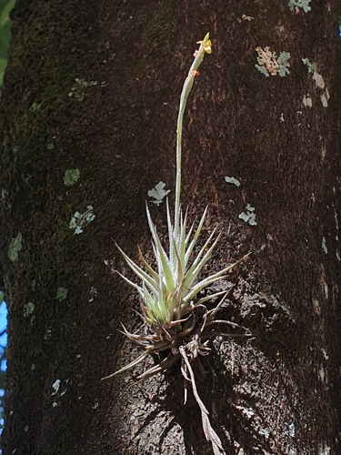 Image of Tillandsia Loliacea (Tillandsia loliacea) by (c) João Arthur Rabello, some rights reserved (CC BY)