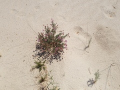 Abronia angustifolia