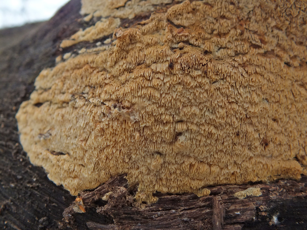 Xylodon flaviporus