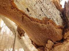 Fuscoporia ferruginosa