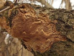 Fuscoporia ferruginosa