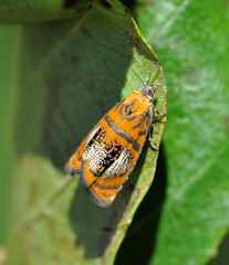 Olethreutes arcuella