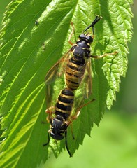 Temnostoma vespiforme