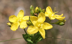 Hypericum aethiopicum