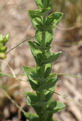 Hypericum aethiopicum