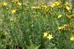 Hypericum aethiopicum