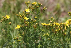 Hypericum aethiopicum