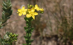 Hypericum aethiopicum