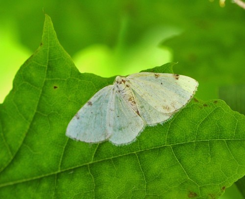 White-pinion Spotted