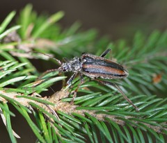 Oxymirus cursor