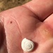 Catalina Mountainsnail - Photo (c) Matt, some rights reserved (CC BY-NC), uploaded by Matt
