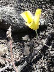 Calochortus concolor