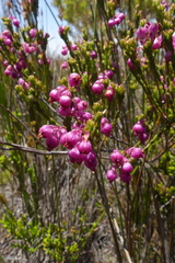 Erica melanacme