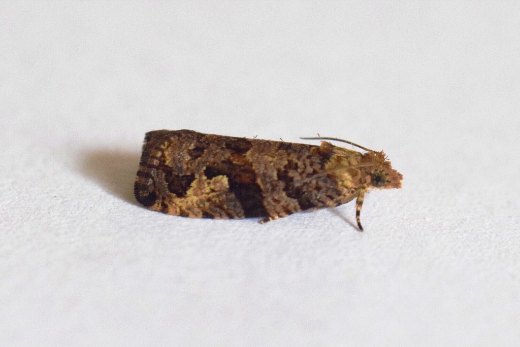 Megalota