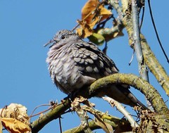 Inca Dove photo 3