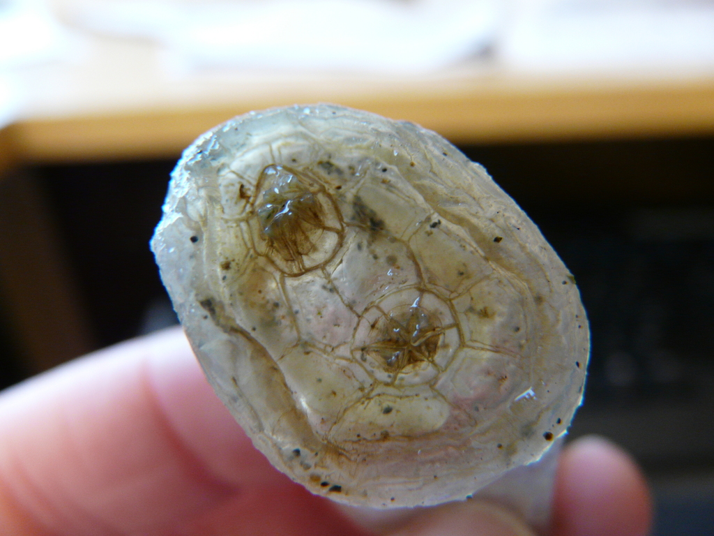 Disc-top Tunicate