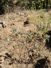 Eriastrum filifolium