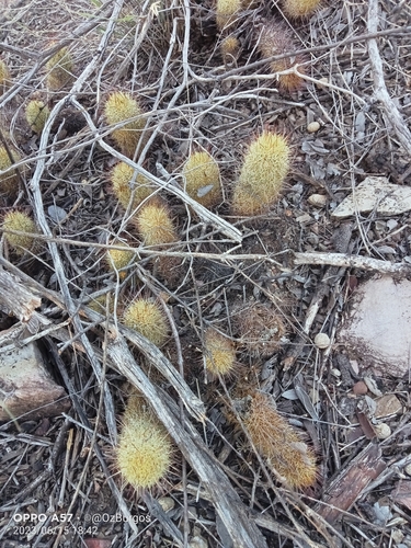 Image of Mammillaria elongata by (c) Ulises Emmanuel Martínez Burgos, some rights reserved (CC BY)