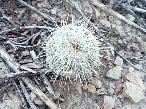 Image of Mammillaria parkinsonii by (c) Ulises Emmanuel Martínez Burgos, some rights reserved (CC BY)