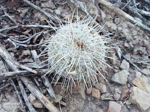 Image of Mammillaria parkinsonii by (c) Ulises Emmanuel Martínez Burgos, some rights reserved (CC BY)