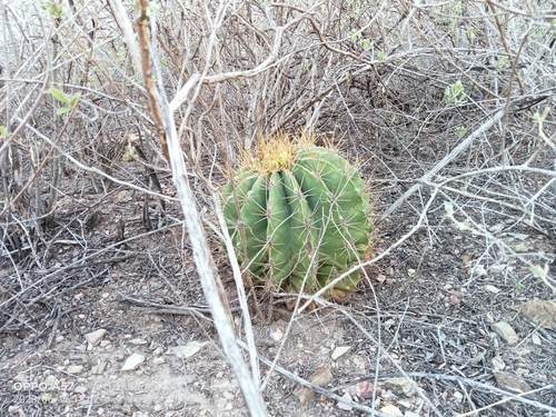 Image of Ferocactus echidne by (c) Ulises Emmanuel Martínez Burgos, some rights reserved (CC BY)
