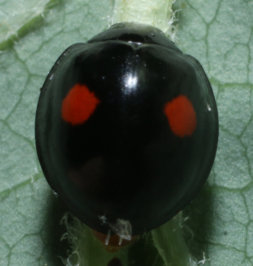 Chilocorus tumidus