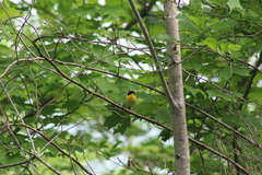 Geothlypis trichas trichas