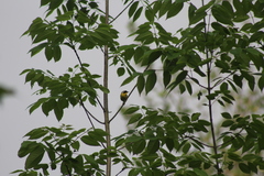 Geothlypis trichas trichas