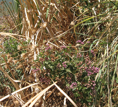 Pluchea odorata odorata