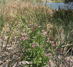 Pluchea odorata odorata