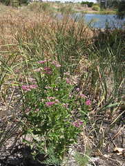 Pluchea odorata odorata