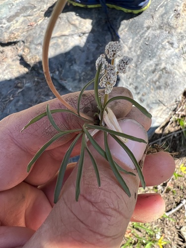 California Indian Potato (Lomatium fusiformis)