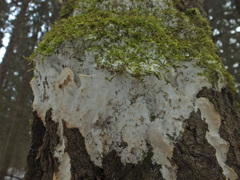Rigidoporus